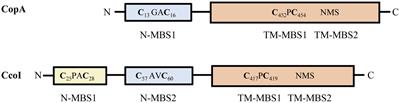 The CopA2-Type P1B-Type ATPase CcoI Serves as Central Hub for cbb3-Type Cytochrome Oxidase Biogenesis